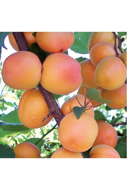 Абрикос-слива Флейвор Делайт